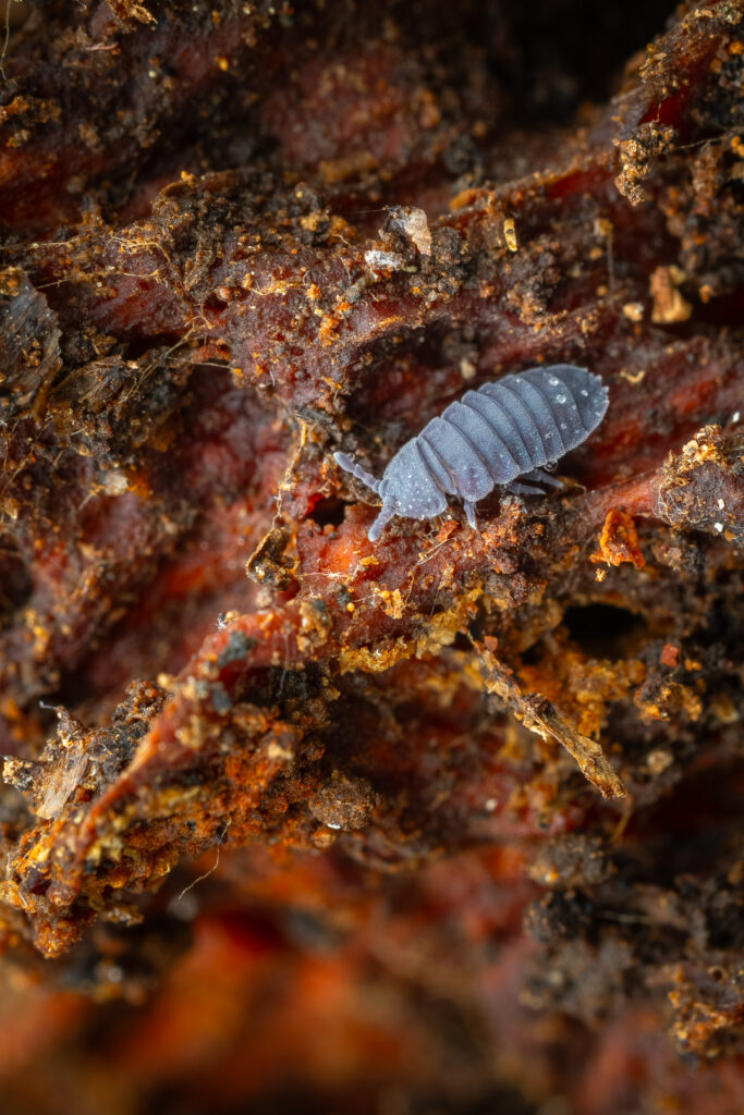Giant Springtail (Tetrodontophora bielanensis) on decaying wood with rich texture, macro close-up