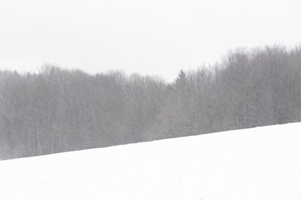 Snow-covered forest on a hillside during snowfall