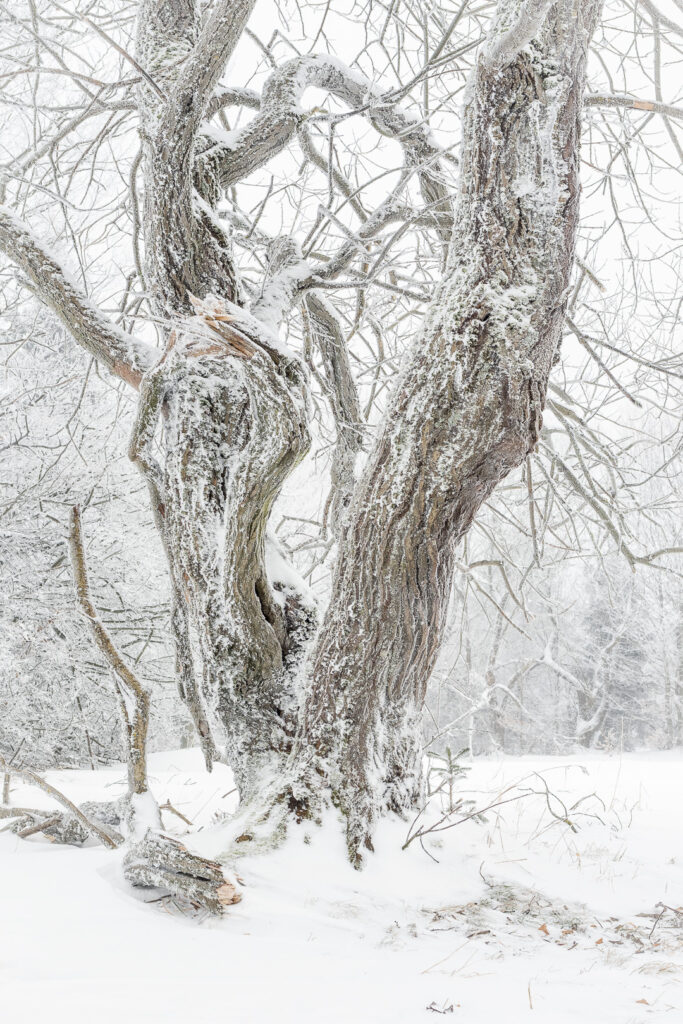 Old tree trunk covered in snow and frost