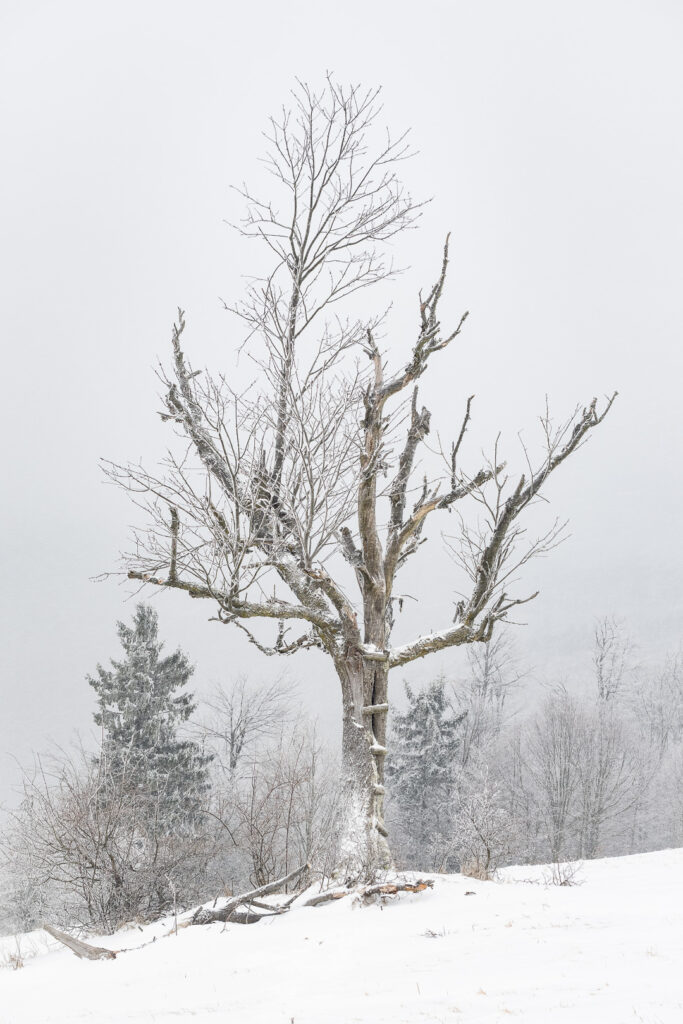 Old tree on a hill covered in winter mist