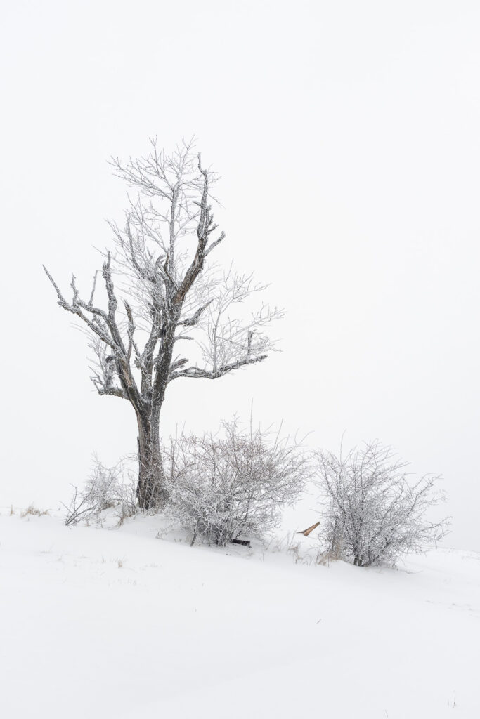 Solitary tree in a snowy landscape during snowfall