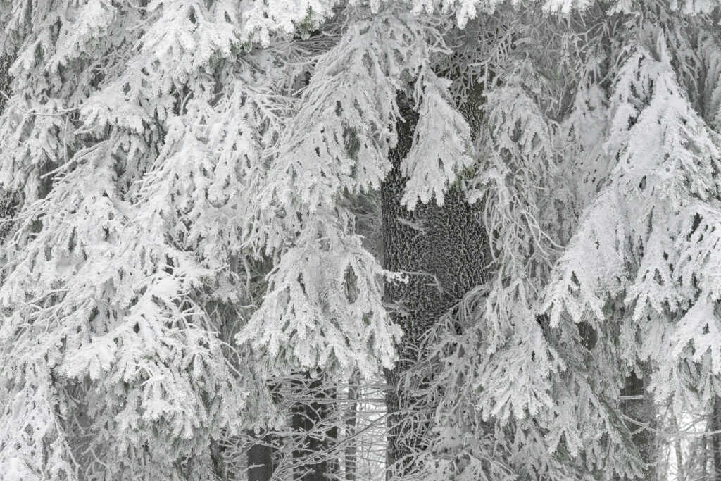 Snow-covered spruce branches covered in frost