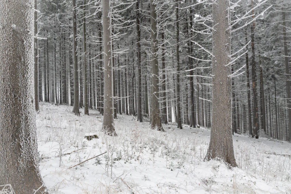 Snow-covered conifer forest in winter landscape