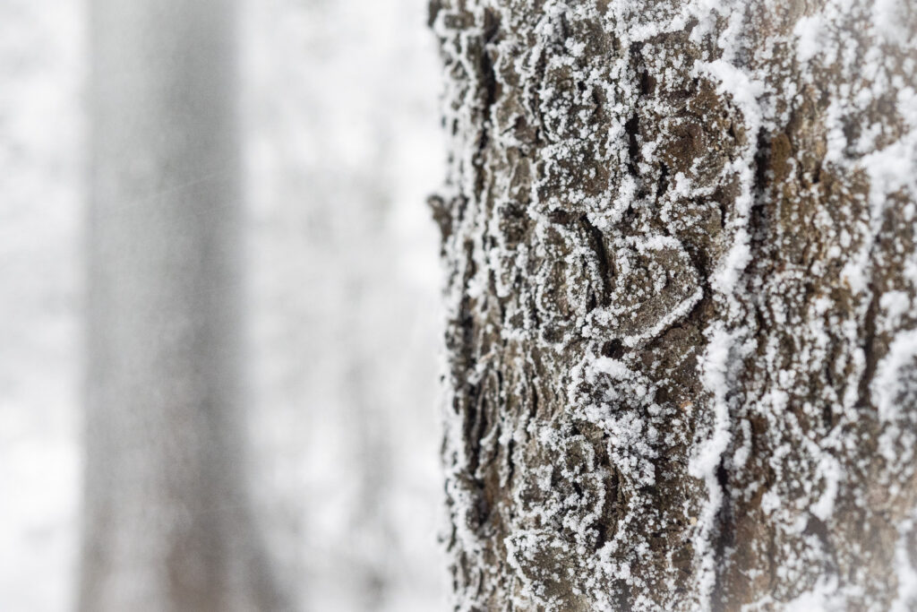 Close-up of tree bark covered with a thin layer of