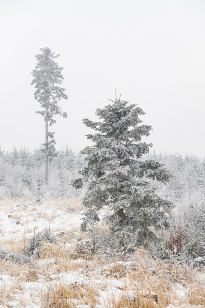 Two trees in a snowy landscape covered in fog