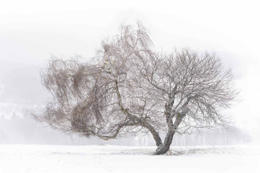 Twisted tree in an open winter landscape during snowfall