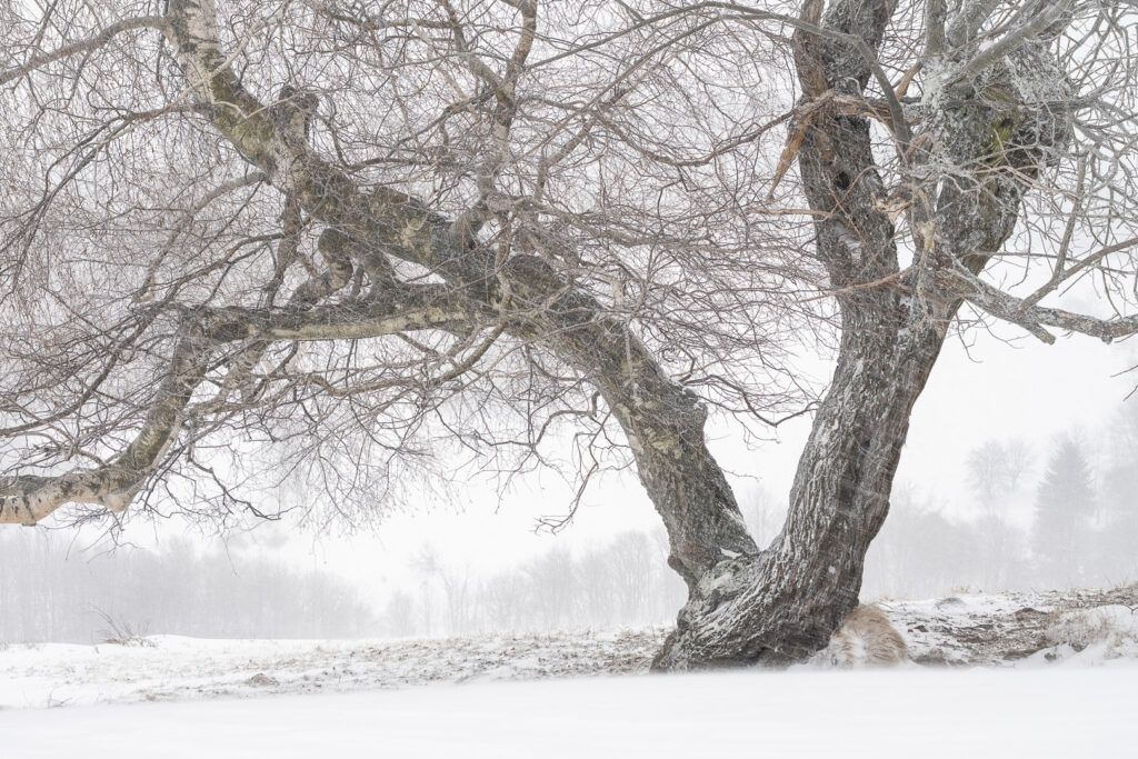 Intertwined tree branches covered in snow
