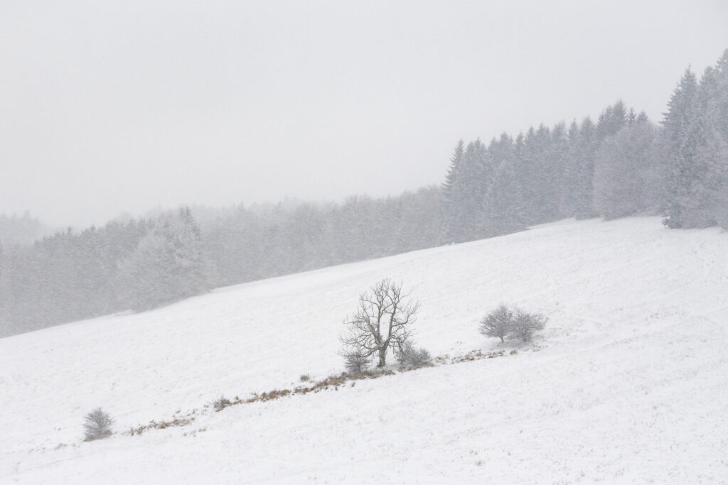 Solitary tree on a snowy hillside in mist