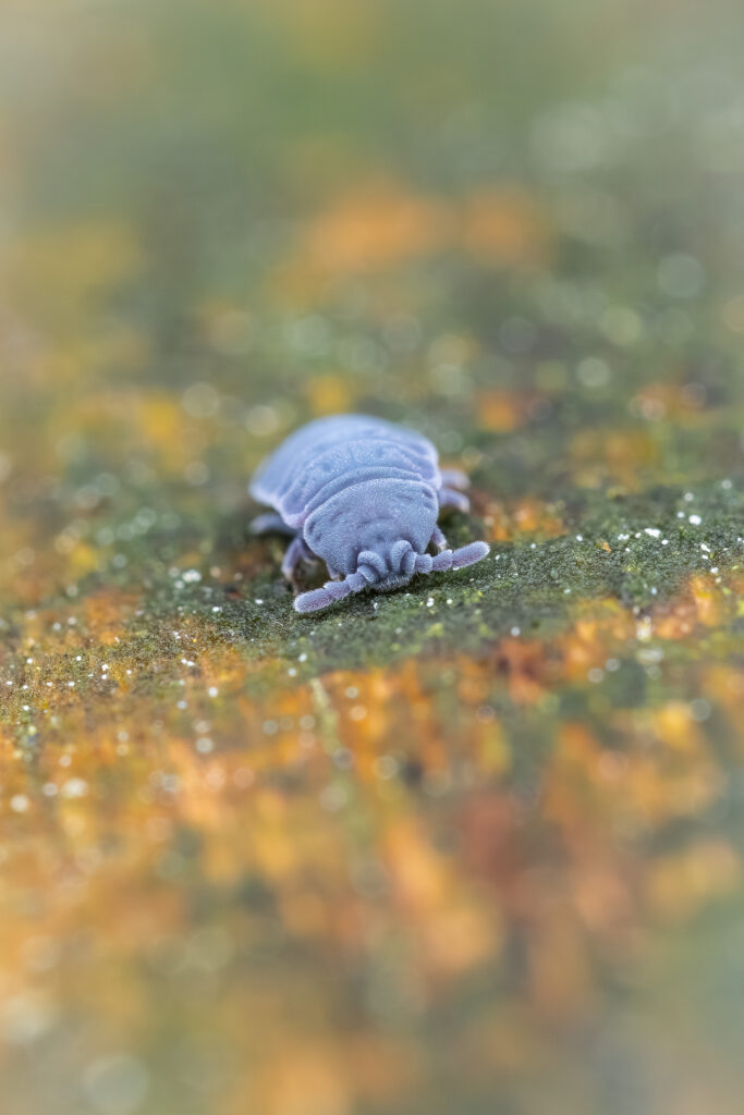 Giant Springtail (Tetrodontophora bielanensis) close-up on mossy surface with soft background, macro photography