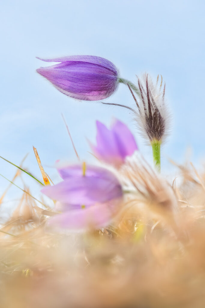 Greater Pasque Flower (Pulsatilla grandis) bud with blurred foreground flowers, dreamy composition and blue sky background