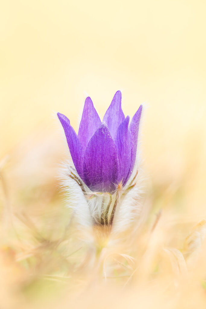 Greater Pasque Flower (Pulsatilla grandis) bud in soft golden tones, dreamy macro with smooth pastel background