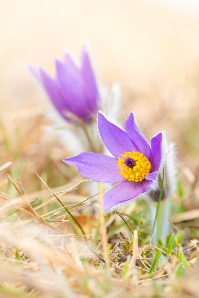 Blooming Greater Pasque Flower (Pulsatilla grandis) with yellow center, surrounded by dry grass in soft light