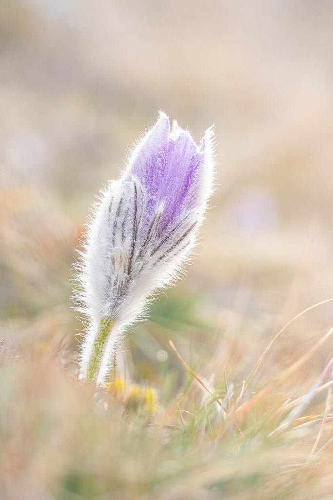 Single Greater Pasque Flower (Pulsatilla grandis) bud in soft pastel light, minimalistic macro with smooth background