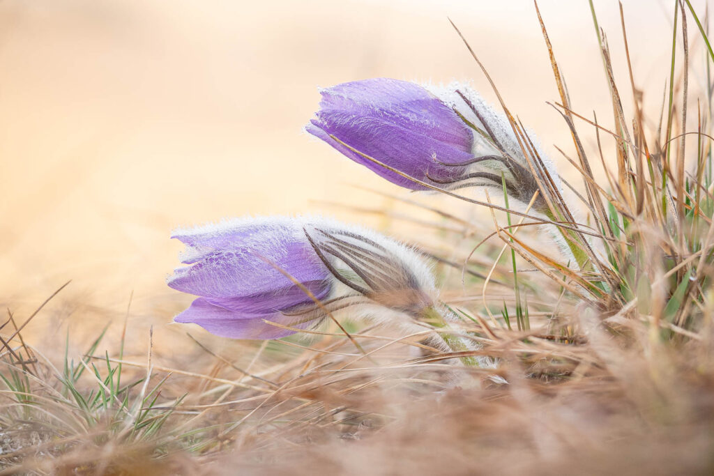 Two Greater Pasque Flowers (Pulsatilla grandis) lying in dry grass, delicate purple petals and fine hairs in warm tones